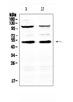 Anti-CD14 Antibody