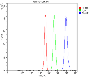 Anti-Dnmt1 Antibody