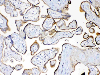 Anti-MUC1 Antibody