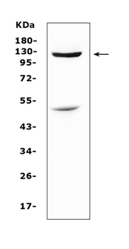 Anti-MUC1 Antibody