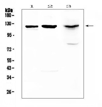 Anti-MUC1 Antibody
