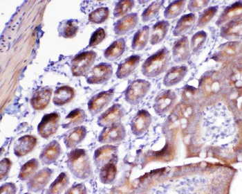 Anti-Flt3/CD135 Antibody