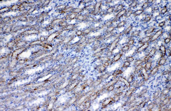 Anti-Flt3/CD135 Antibody