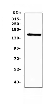 Anti-Flt3/CD135 Antibody