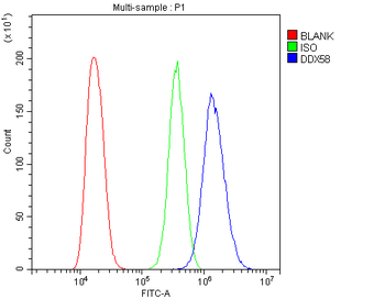 DDX58 Antibody