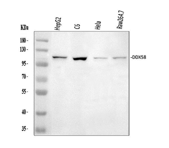 DDX58 Antibody