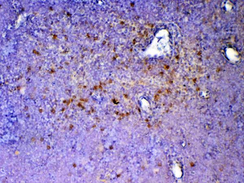 Anti-ICOS Antibody