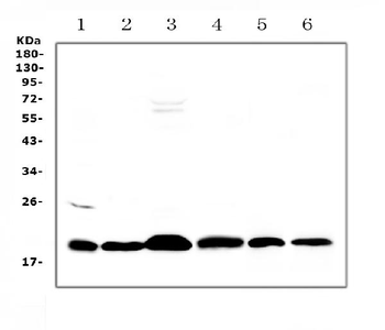Anti-ICOS Antibody