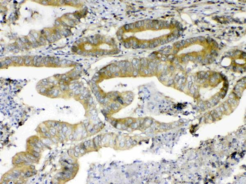 ErbB 4/ERBB4 Antibody