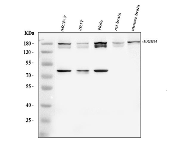 Anti-ErbB 4/ERBB4 Antibody