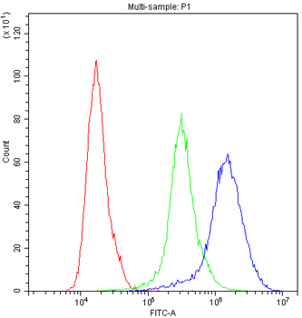 Anti-NFAT2/NFATC1 Antibody