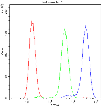 Anti-NFAT2/NFATC1 Antibody