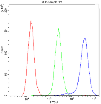 Anti-NFAT2/NFATC1 Antibody