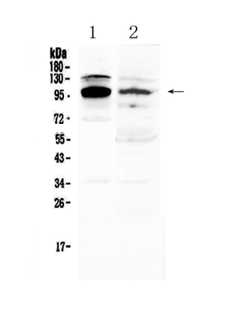 Anti-NFAT2/NFATC1 Antibody