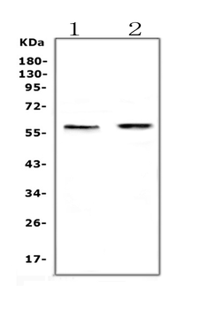 Anti-ETV6/Tel Antibody