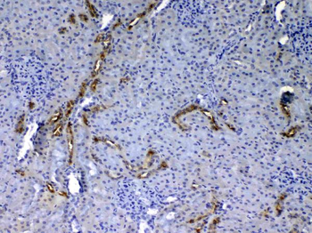 EGF Rabbit Polyclonal Antibody
