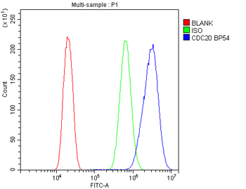 Anti-Cdc20 Antibody