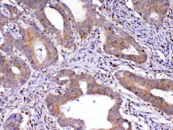 Anti-Cdc20 Antibody