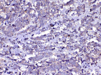 Anti-Cdc20 Antibody