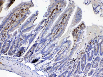 Anti-Cdc20 Antibody