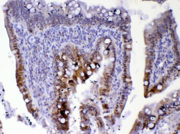Anti-Cdc20 Antibody