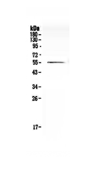 Anti-Cdc20 Antibody