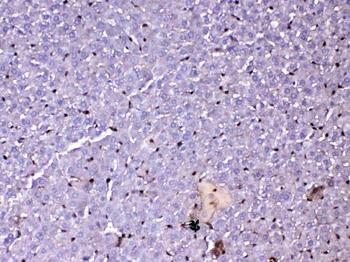 Anti-GST3/GST pi/Gstp1 Antibody