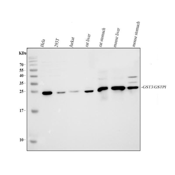 Anti-GST3/GST pi/Gstp1 Antibody