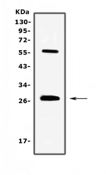 Anti-IL17/Il17a Antibody