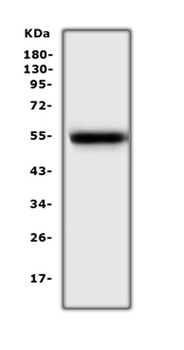 Anti-EPO Receptor/Epor Antibody