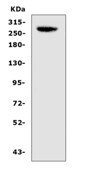 CAD/CAD Rabbit Polyclonal Antibody