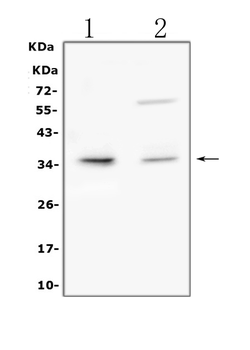 TRAIL/TNFSF10 Antibody