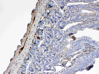 Anti-Galectin 1/Lgals1 Antibody