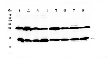Anti-Galectin 1/Lgals1 Antibody