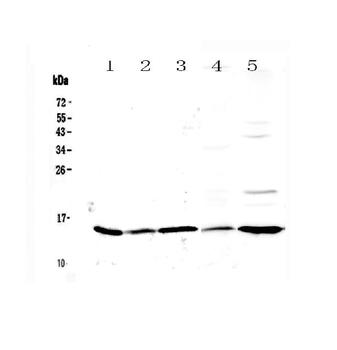 Anti-Galectin 1/Lgals1 Antibody
