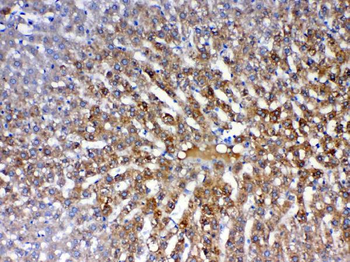 Anti-PON1 Antibody