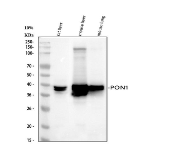 Anti-PON1 Antibody