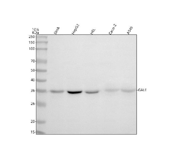 Anti-GALE Antibody