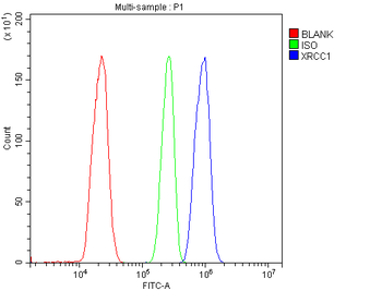 Anti-XRCC1 Antibody