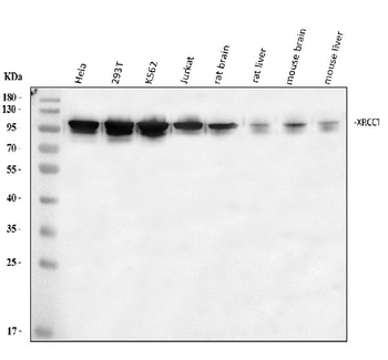 Anti-XRCC1 Antibody