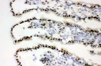 XRCC1 Antibody