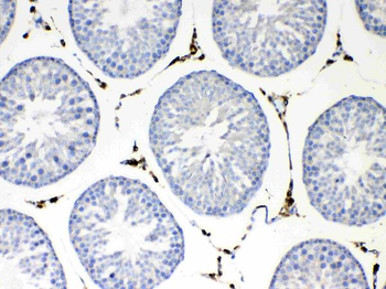 Anti-NSF Antibody