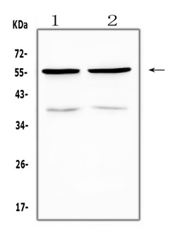 PTP1B/PTPN1 Antibody
