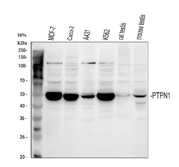 Anti-PTP1B/PTPN1 Antibody