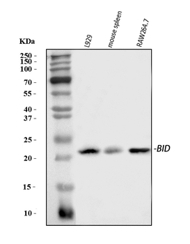 Bid Rabbit Polyclonal Antibody