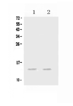 Anti-MIP-3 Alpha/CCL20 Antibody