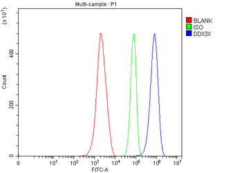 Anti-DDX3/DDX3X Antibody