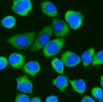 Anti-DDX3/DDX3X Antibody