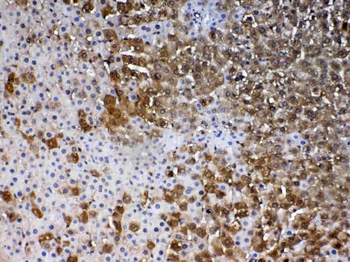 Anti-PARK7/DJ1 Antibody