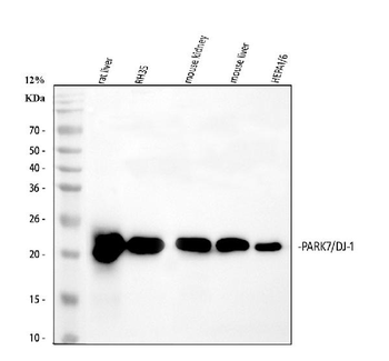 Anti-PARK7/DJ1 Antibody